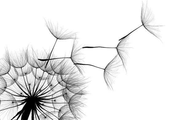 Dandelion