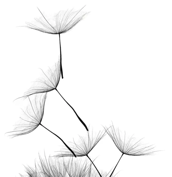 Dandelion