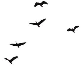 Flock of birds
