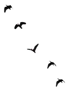 Flock of birds